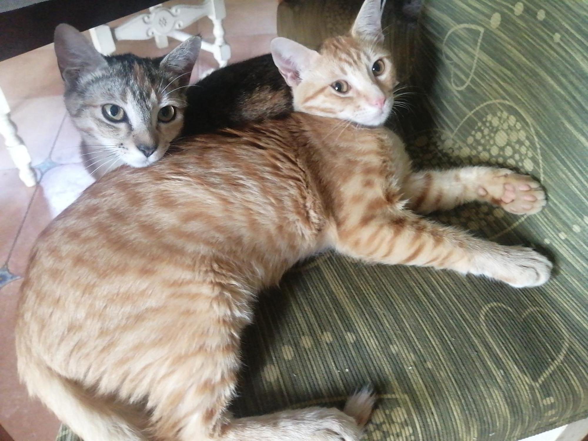 Bed & Breakfast Orange *